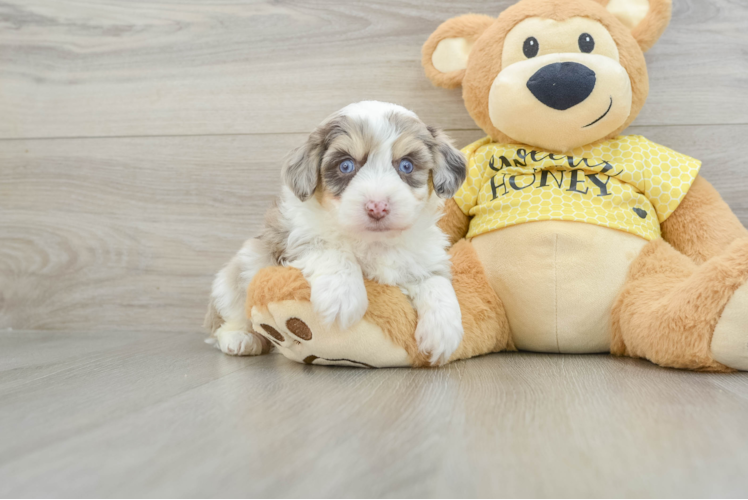 Meet Aladdin - our Aussiechon Puppy Photo 1/3 - Puppy Love PR Aussiechon Puppy for Adoption