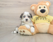 7 week old Aussiechon Puppy For Sale - Puppy Love PR