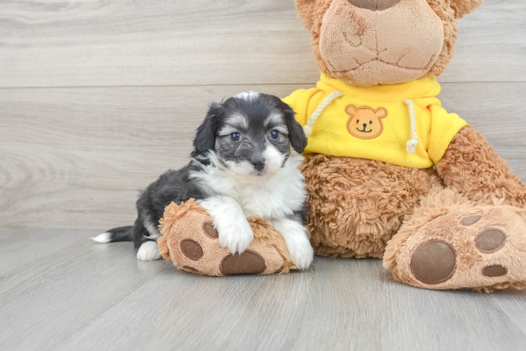 Aussiechon Puppy for Adoption