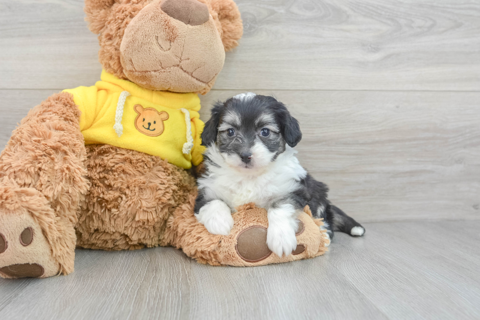 Aussiechon Puppy for Adoption