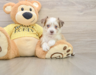8 week old Aussiechon Puppy For Sale - Puppy Love PR