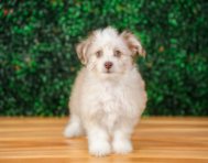 10 week old Aussiechon Puppy For Sale - Puppy Love PR