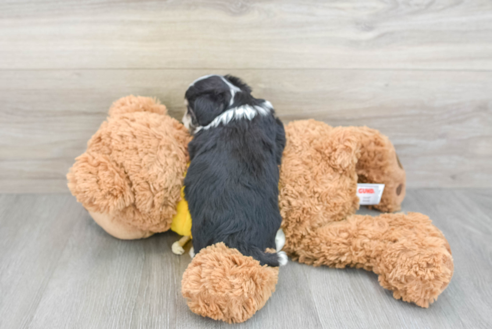 Aussiechon Puppy for Adoption