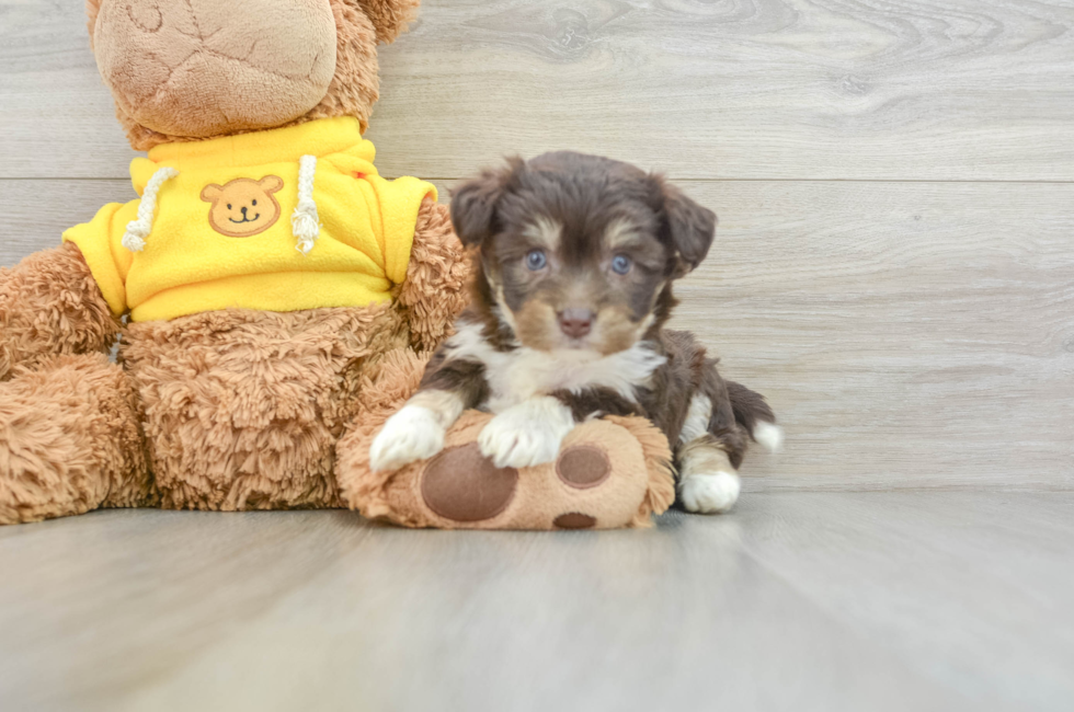 5 week old Aussiechon Puppy For Sale - Puppy Love PR