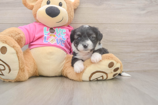 Aussiechon Puppy for Adoption