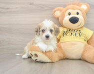 9 week old Aussiechon Puppy For Sale - Puppy Love PR