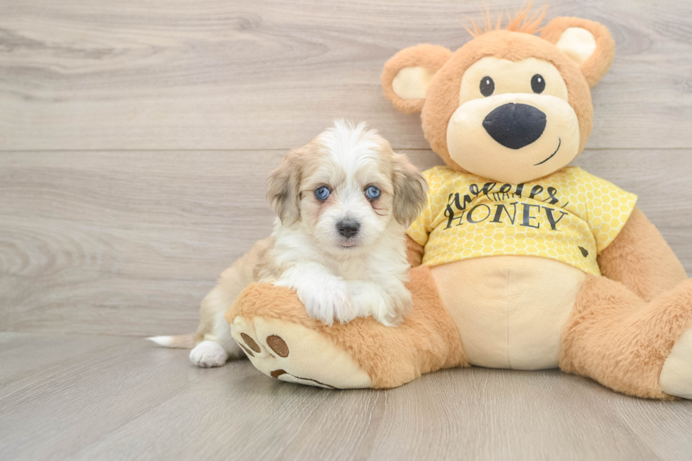 Smart Aussiechon Designer Pup