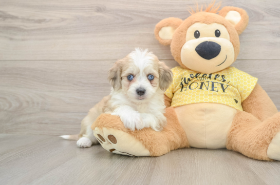 Smart Aussiechon Designer Pup