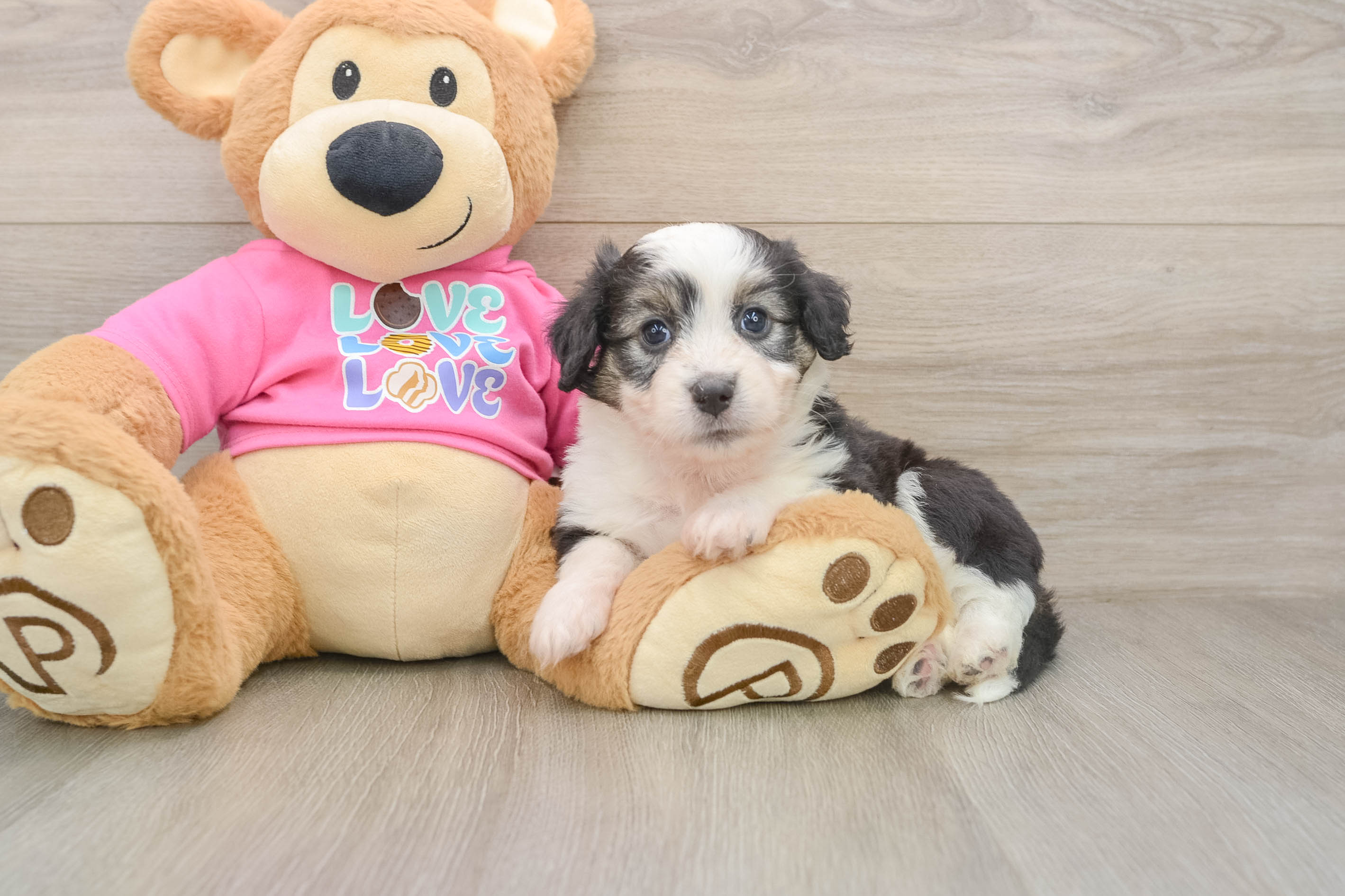 Cute Aussiechon Baby