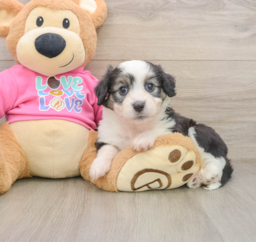 6 week old Aussiechon Puppy For Sale - Puppy Love PR