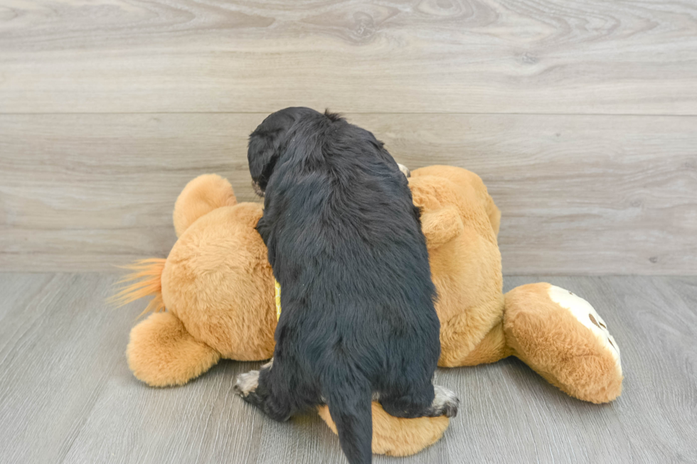 Aussiechon Puppy for Adoption