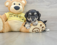 7 week old Aussiechon Puppy For Sale - Puppy Love PR