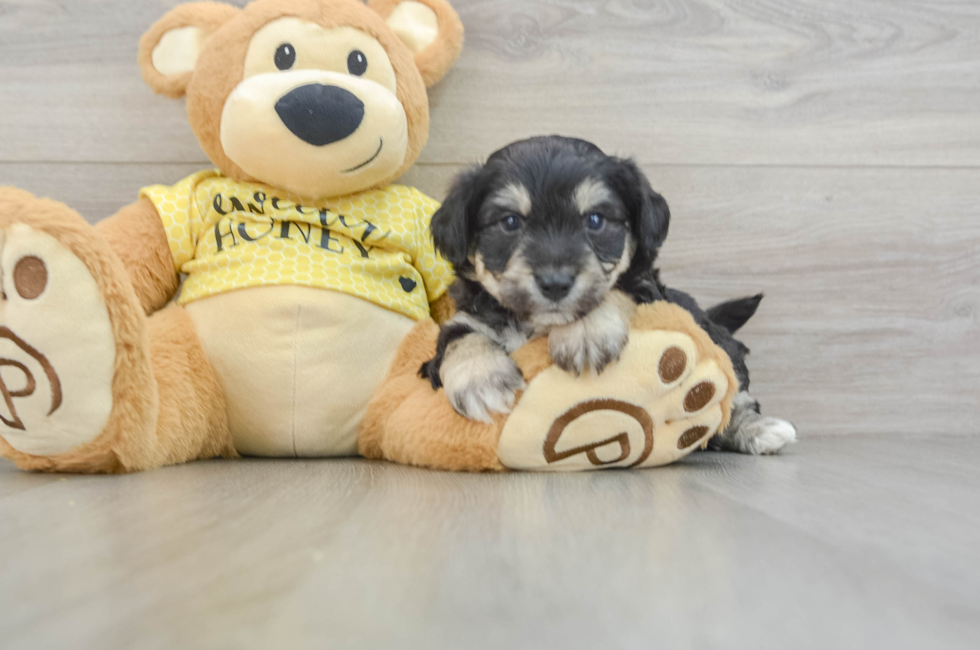 5 week old Aussiechon Puppy For Sale - Puppy Love PR