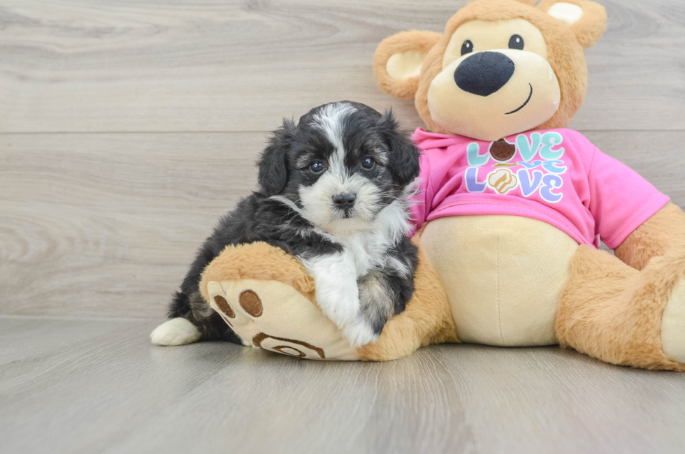 5 week old Aussiechon Puppy For Sale - Puppy Love PR