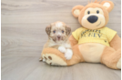 Petite Aussiechon Designer Pup
