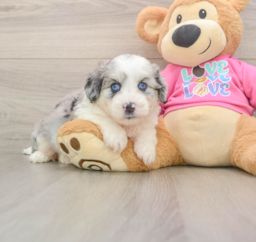 5 week old Aussiechon Puppy For Sale - Puppy Love PR