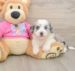 5 week old Aussiechon Puppy For Sale - Puppy Love PR