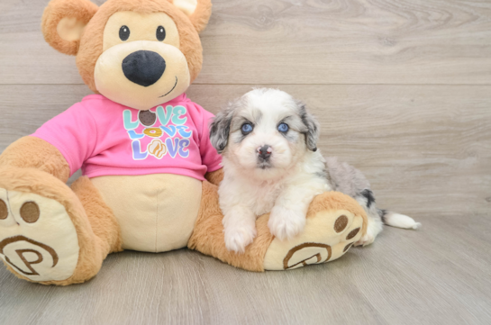 Best Aussiechon Baby