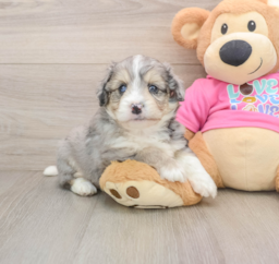 7 week old Aussiechon Puppy For Sale - Puppy Love PR