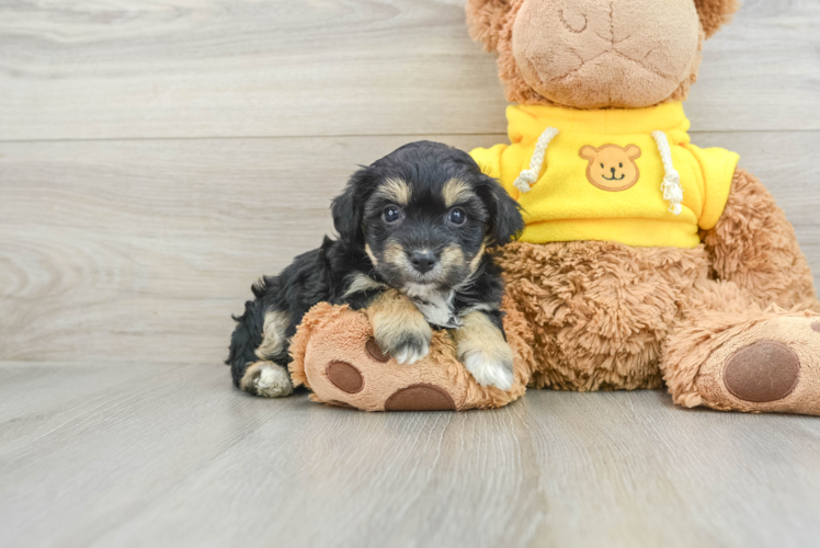 Meet Angela - our Aussiechon Puppy Photo 1/3 - Puppy Love PR Aussiechon Puppy for Adoption