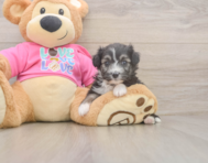 6 week old Aussiechon Puppy For Sale - Puppy Love PR