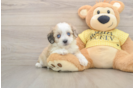 Small Aussiechon Baby