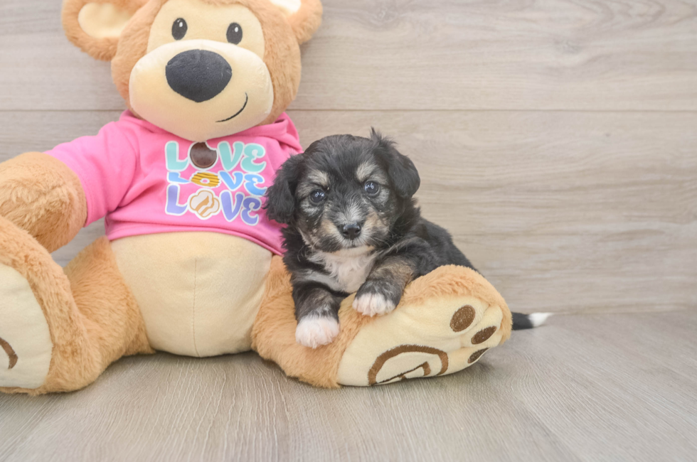 5 week old Aussiechon Puppy For Sale - Puppy Love PR