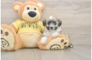 Energetic Aussie Bichon Designer Puppy