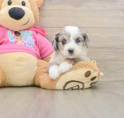 5 week old Aussiechon Puppy For Sale - Puppy Love PR