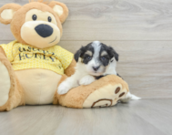 7 week old Aussiechon Puppy For Sale - Puppy Love PR