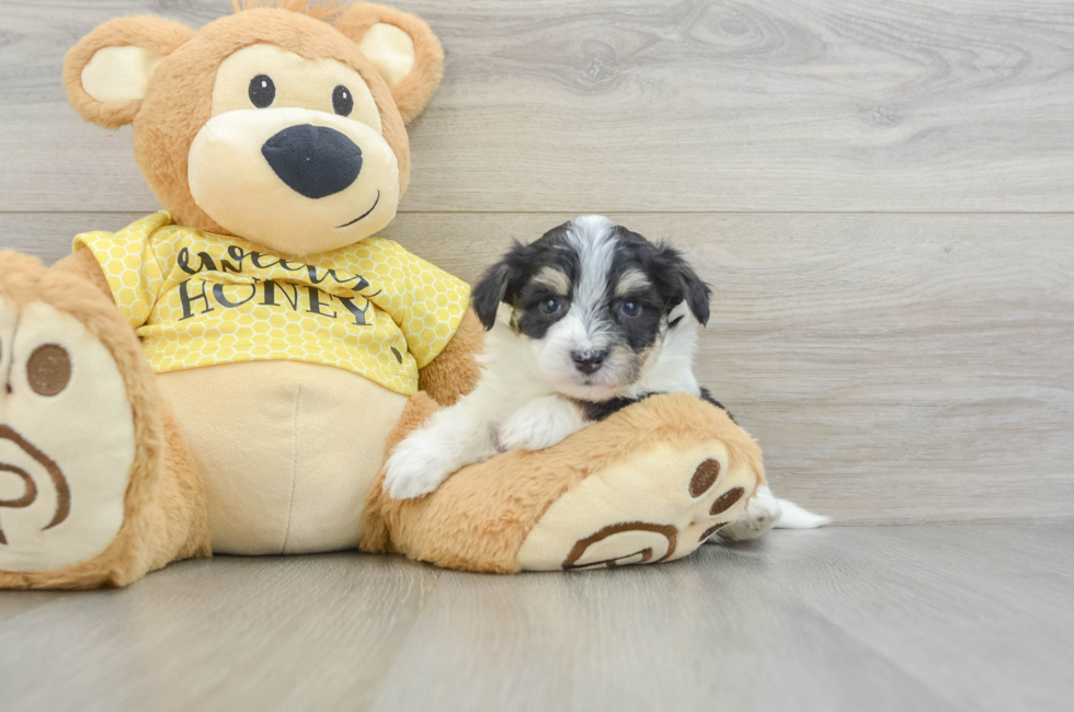 5 week old Aussiechon Puppy For Sale - Puppy Love PR