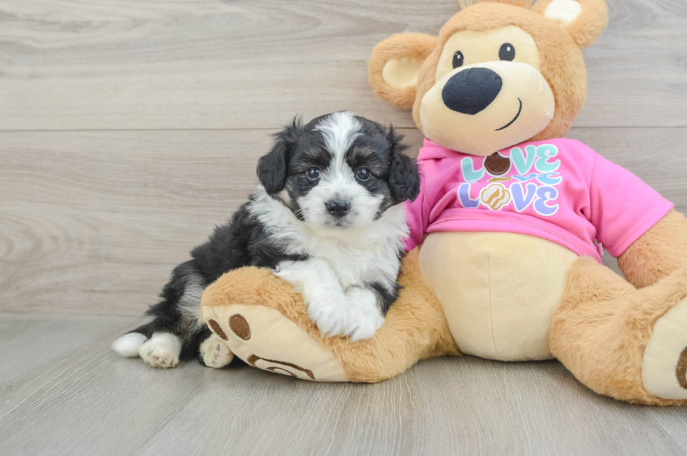 5 week old Aussiechon Puppy For Sale - Puppy Love PR