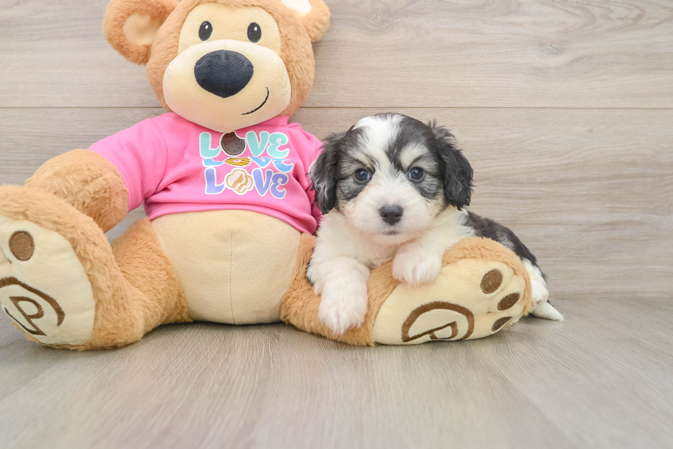 Sweet Aussiechon Baby