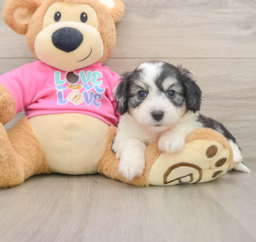 5 week old Aussiechon Puppy For Sale - Puppy Love PR