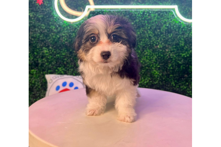 Aussiechon Pup Being Cute