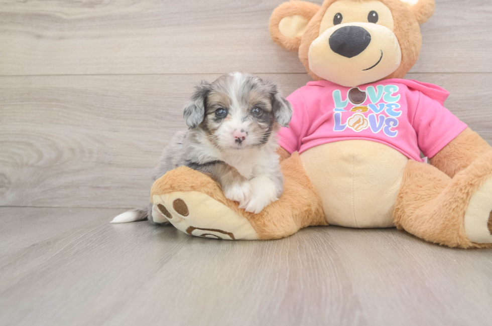 5 week old Aussiechon Puppy For Sale - Puppy Love PR