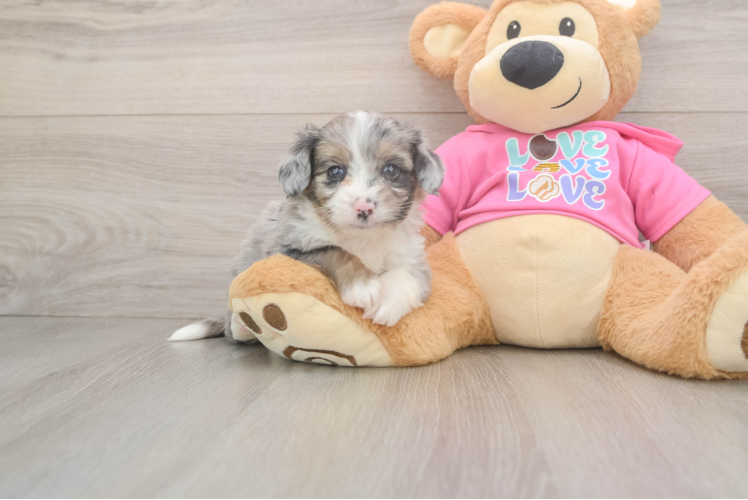 Meet Ashton - our Aussiechon Puppy Photo 1/3 - Puppy Love PR Aussiechon Pup Being Cute