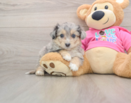 5 week old Aussiechon Puppy For Sale - Puppy Love PR