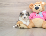 5 week old Aussiechon Puppy For Sale - Puppy Love PR