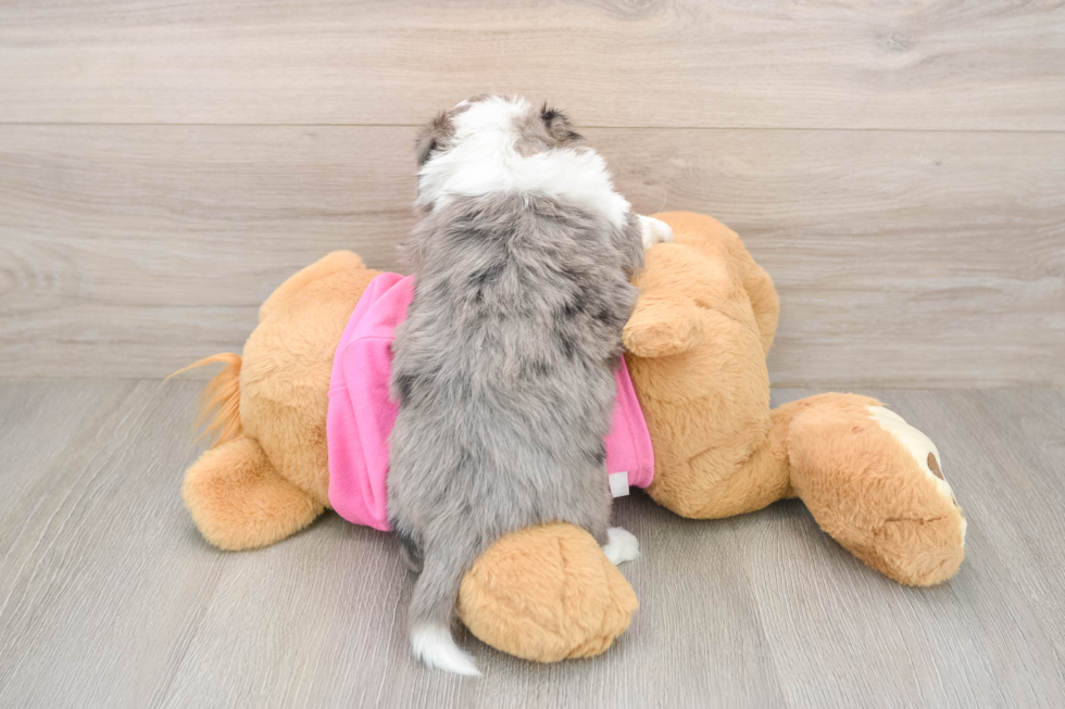 Aussiechon Puppy for Adoption