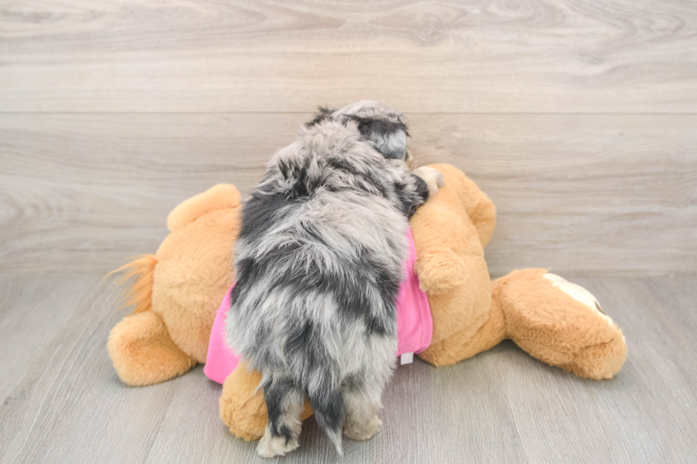 Aussiechon Pup Being Cute