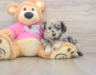 5 week old Aussiechon Puppy For Sale - Puppy Love PR