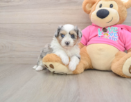 6 week old Aussiechon Puppy For Sale - Puppy Love PR