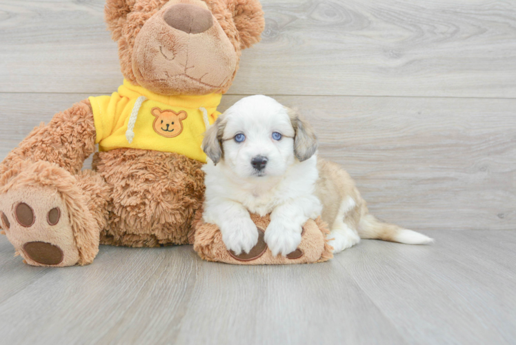 Meet Athena - our Aussiechon Puppy Photo 1/3 - Puppy Love PR Best Aussiechon Baby