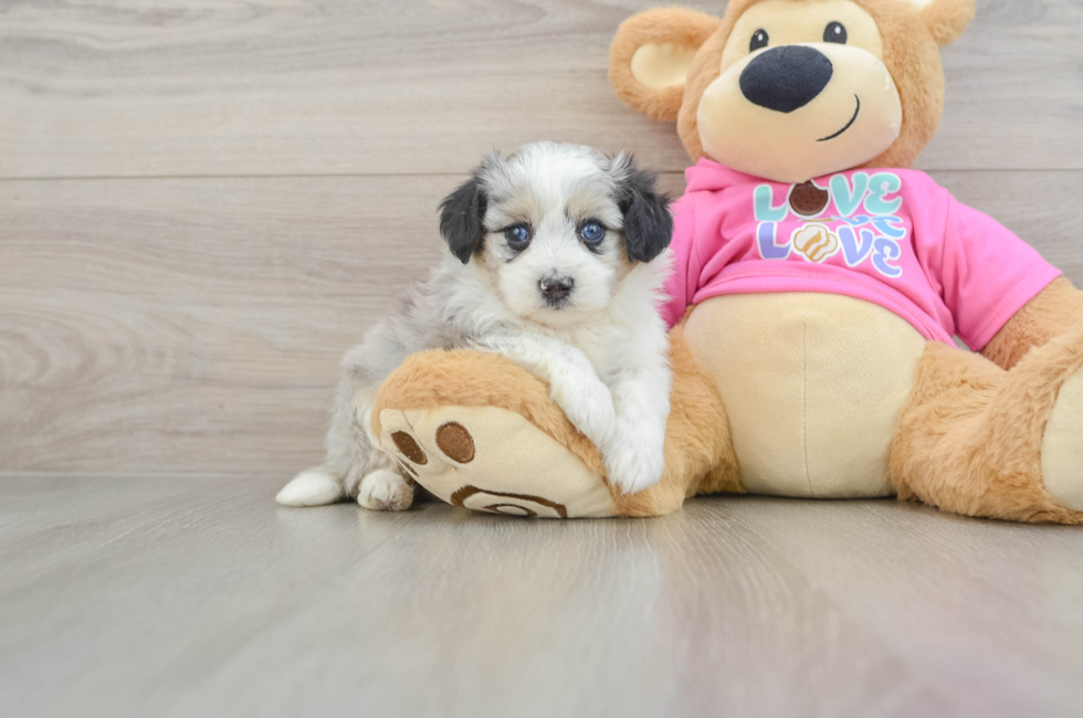 5 week old Aussiechon Puppy For Sale - Puppy Love PR