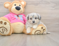 5 week old Aussiechon Puppy For Sale - Puppy Love PR