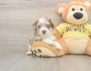 9 week old Aussiechon Puppy For Sale - Puppy Love PR