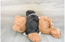Aussiechon Puppy for Adoption
