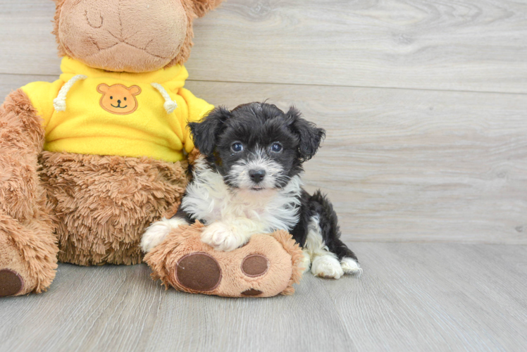 Meet Audrey - our Aussiechon Puppy Photo 1/3 - Puppy Love PR Aussiechon Puppy for Adoption