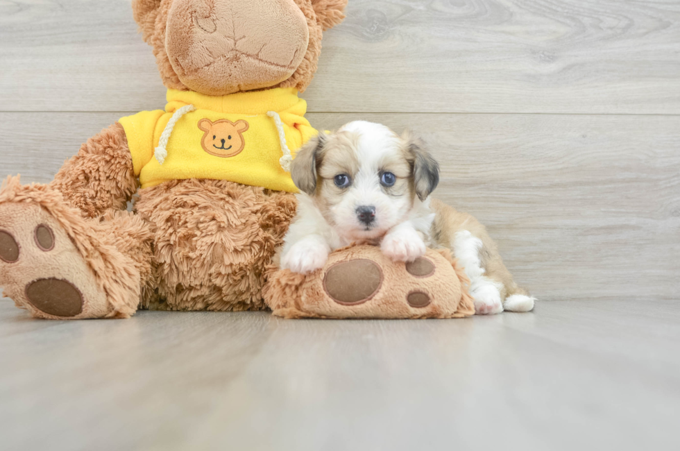 6 week old Aussiechon Puppy For Sale - Puppy Love PR